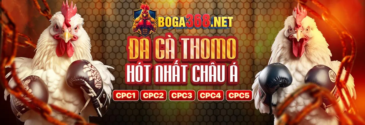 Hình ảnh trận đá gà sôi động tại Wibo88 Casino